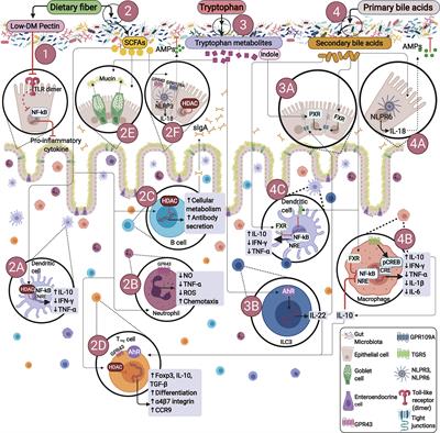 Impact of Bacterial Metabolites on Gut Barrier Function and Host Immunity: A Focus on Bacterial Metabolism and Its Relevance for Intestinal Inflammation